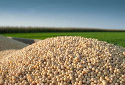 تمام محصول سویا در استان پیش‌فروش شده است