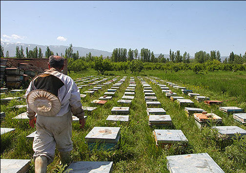 رعایت نکات اساسی زنبوران گلستان برای سرشماری 