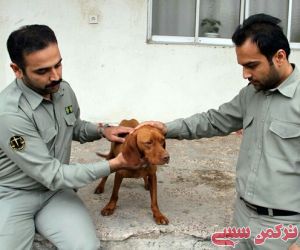 عامل ضرب و شتم سگ شکاری توسط محیط زیست گلستان دستگیر شد