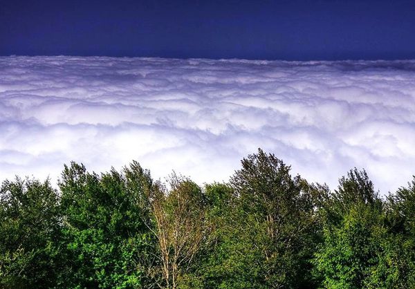 ثبت ملی میراث طبیعی "جنگل ابر" به نام استان گلستان