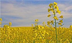 کشاورزان گلستانی تغذیه محصول زراعی کلزا را جدی بگیرند