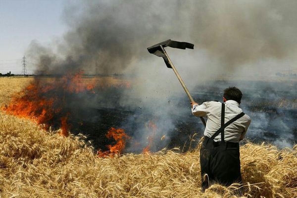 آتش سوزی گندم زار بندرگز مهار شد