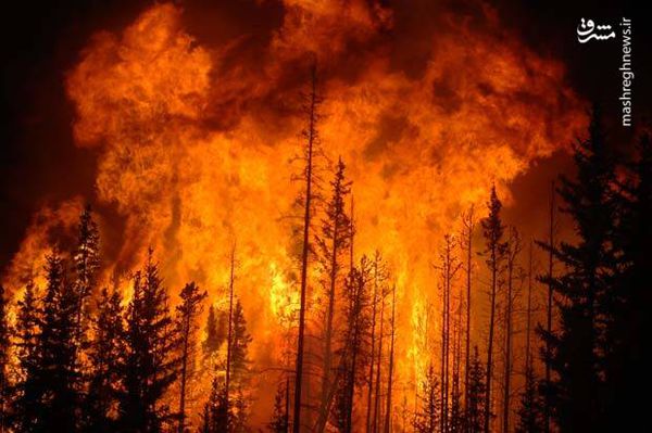 فیلم/ مجازاتی سخت در انتظار مسببان آتش‌سوزی‌های عمدی
