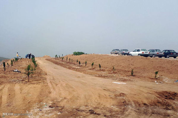 «سوگله» دوباره سوگلی گرگان شود