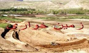قطع درختان ۱۰ ساله زیتون به خاطر برداشت سنگ در گالیکش