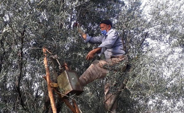 برداشت زیتون سبز از مزارع تحقیقاتی دانشگاه آزاد اسلامی مینودشت آغاز شد