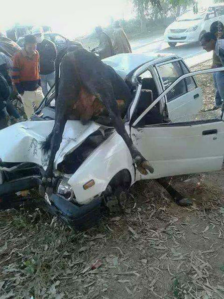 عکس/ تصادف وحشتناک پراید با گاو