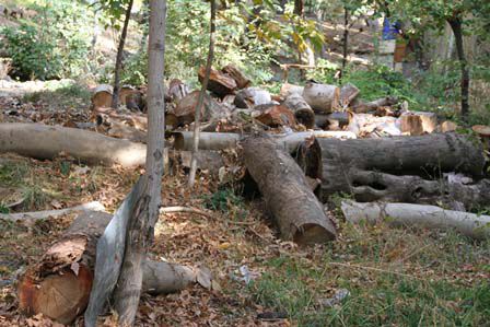 نابودی منابع طبیعی در گرگان + فیلم